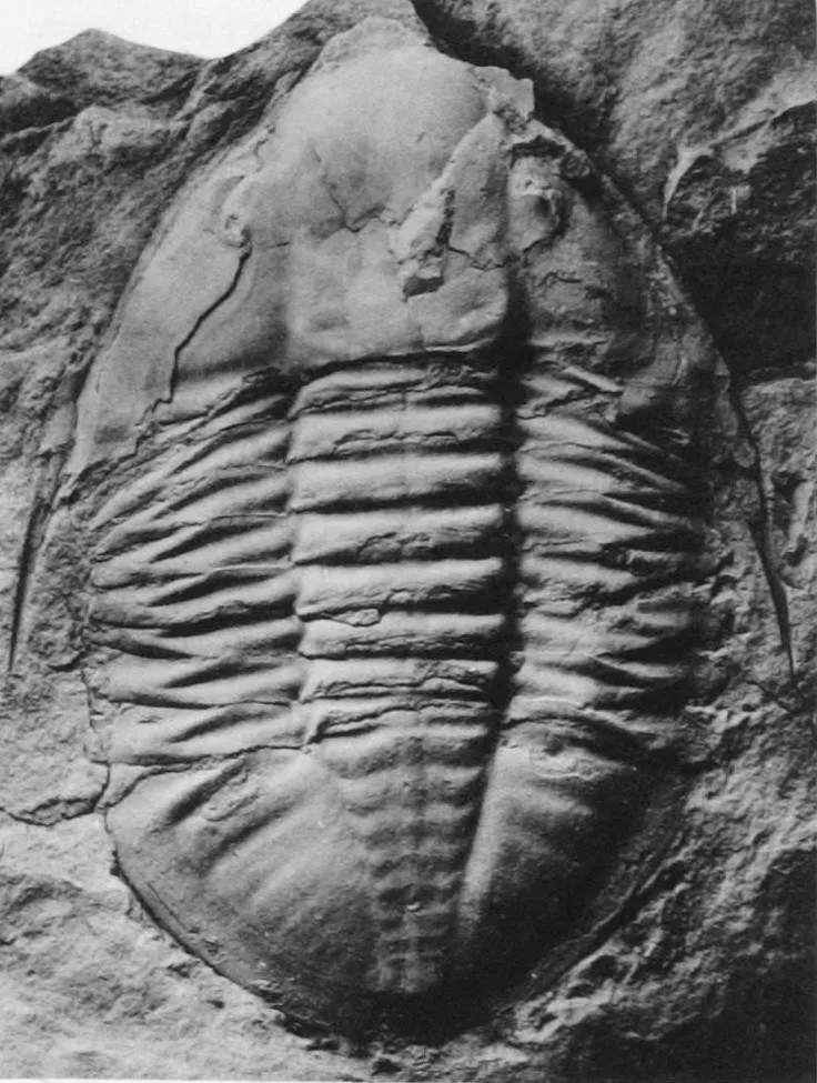 Niobides armatus