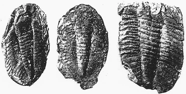 Niobides chekiangensis