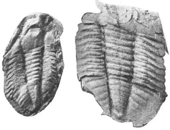 Niobides chekiangensis — photo 2