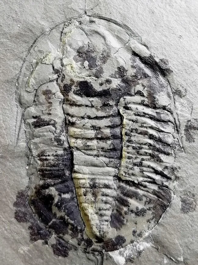 Niobides chekiangensis — photo 3