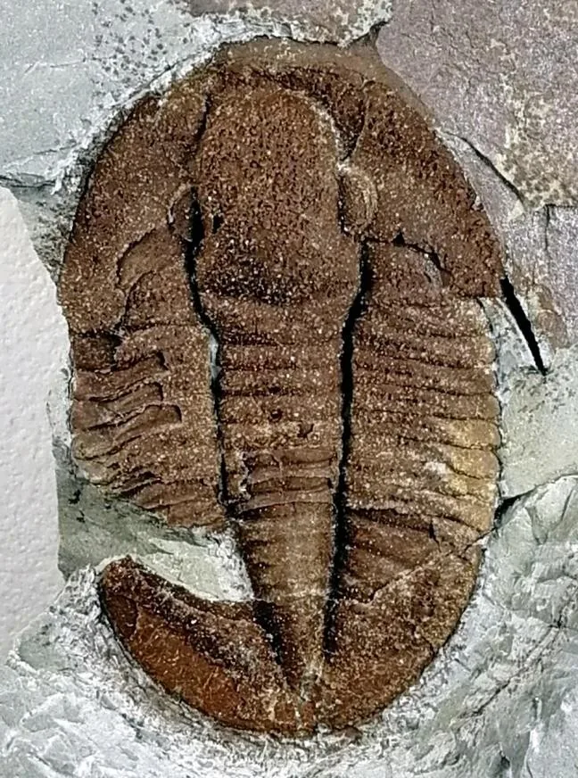 Niobides chekiangensis — photo 4