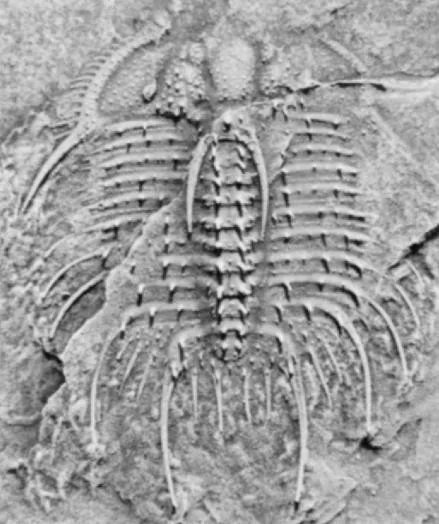 Odontopleura (Odontopleura) arctica
