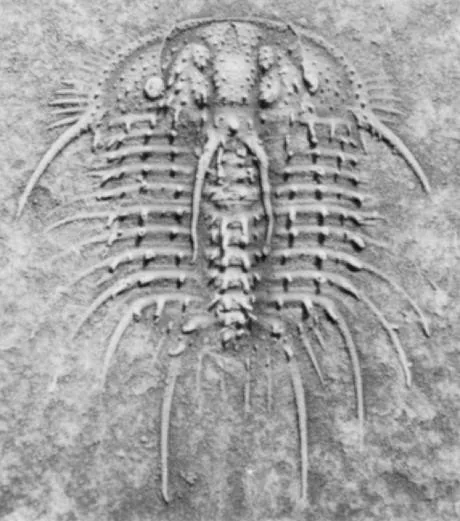 Odontopleura (Odontopleura) arctica — photo 2