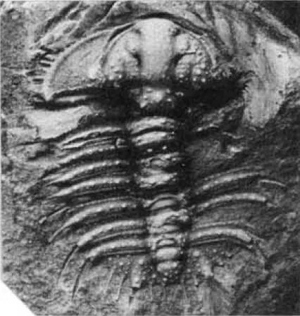 Odontopleura (Odontopleura) ovata