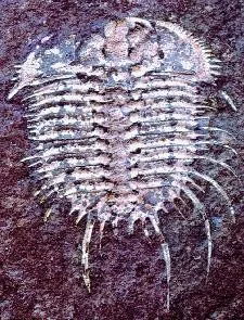 Odontopleura (Odontopleura) ovata — photo 3