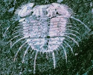 Odontopleura (Odontopleura) ovata — photo 4