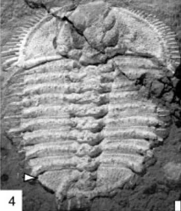 Odontopleura (Odontopleura) ovata — photo 5