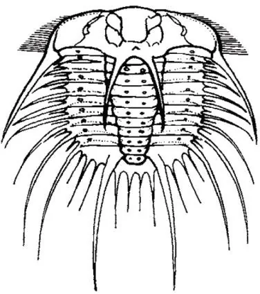 Odontopleura (Odontopleura) ovata — photo 7