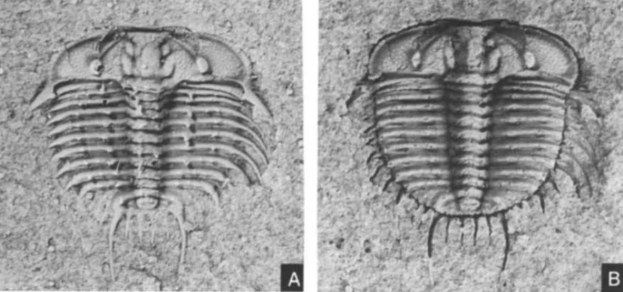 Odontopleura (Sinespinaspis) markhami