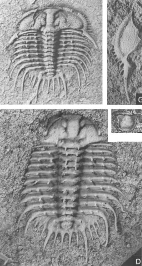 Odontopleura (Sinespinaspis) markhami — photo 3