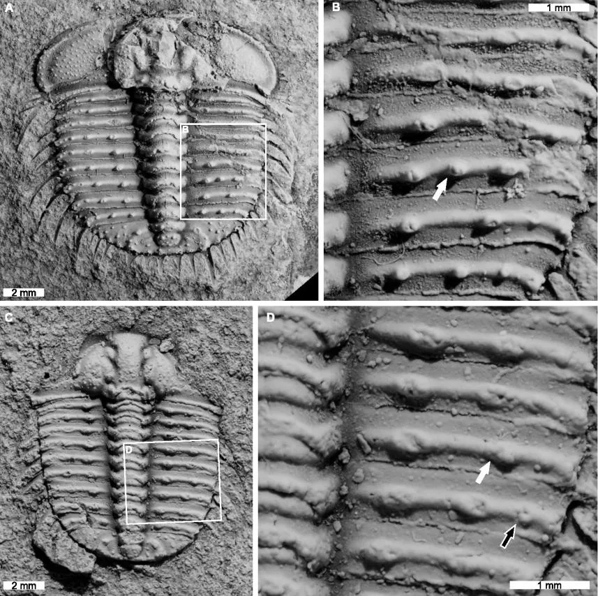 Odontopleura (Sinespinaspis) markhami — photo 4