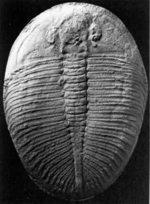 Ogygiocarella debuchii