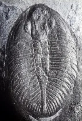 Ogygiocarella debuchii — photo 2