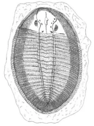 Ogygiocarella debuchii — photo 3