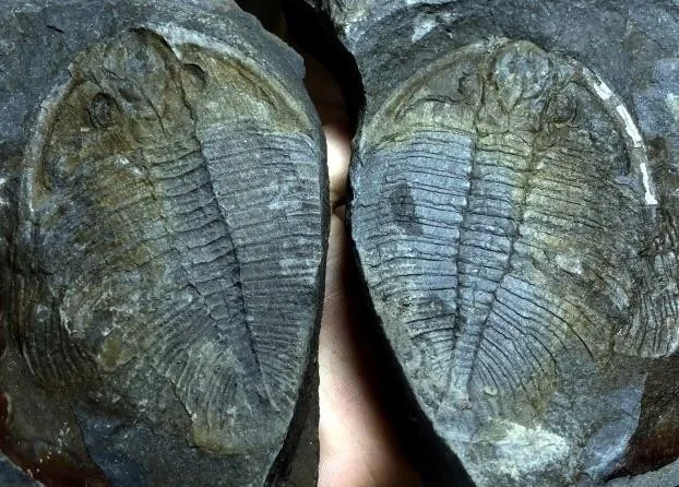 Ogygiocarella debuchii — photo 6