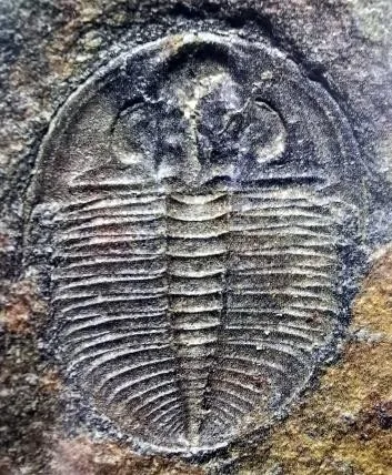 Ogygiocarella debuchii — photo 7