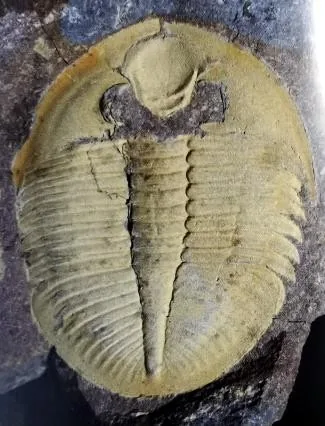 Ogygiocarella debuchii — photo 8