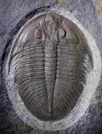 Ogygiocarella debuchii — photo 9
