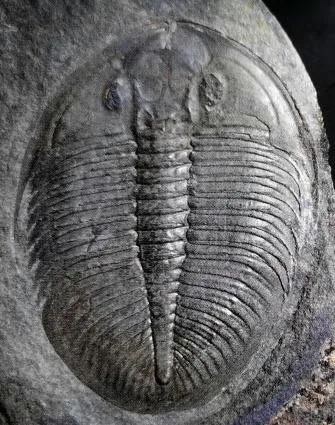 Ogygiocarella debuchii — photo 10