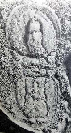 Oidalagnostus changi — photo 2