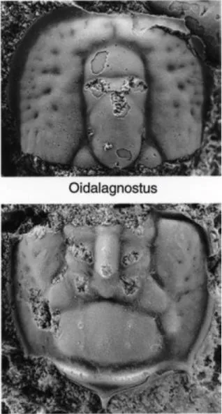 Oidalagnostus trispinifer