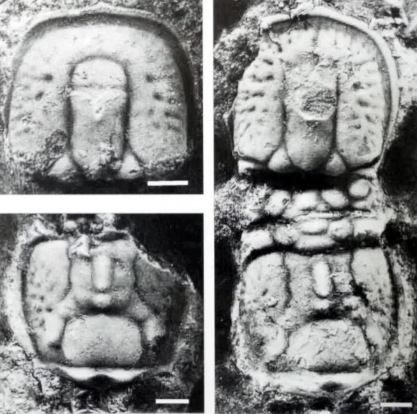 Oidalagnostus trispinifer — photo 3