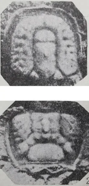 Oidalagnostus trispinifer — photo 4