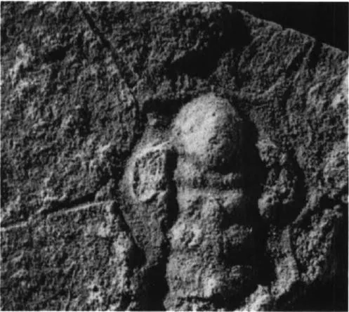Olenelloides armatus