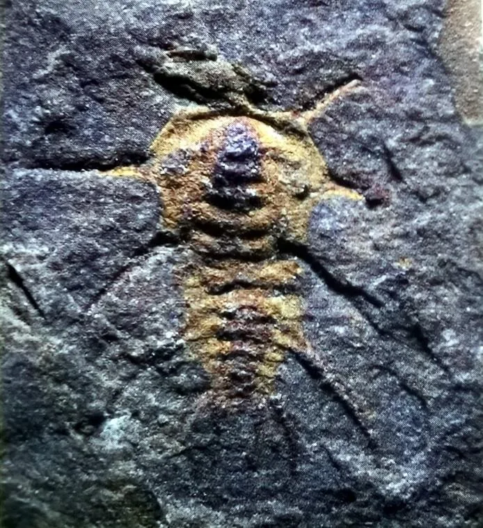 Olenelloides armatus — photo 3