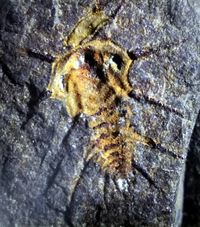 Olenelloides armatus — photo 4