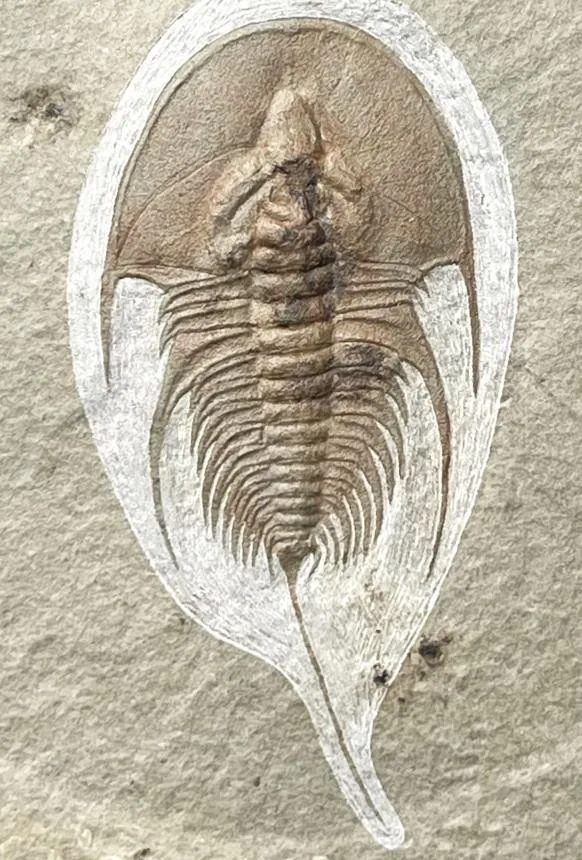 Olenellus chiefensis — photo 3