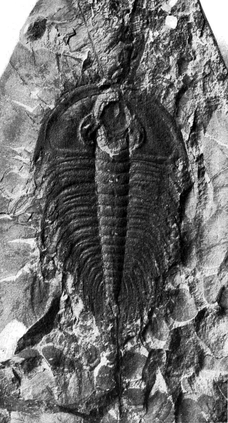 Olenellus getzi