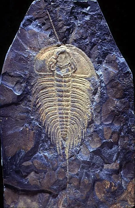Olenellus getzi — photo 2