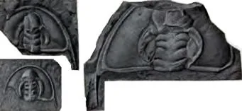 Olenellus gilberti