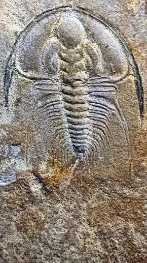 Olenellus gilberti — photo 3