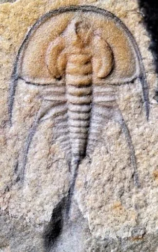 Olenellus gilberti — photo 4