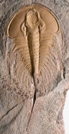 Olenellus gilberti — photo 7