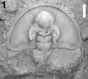 Olenellus santuccii