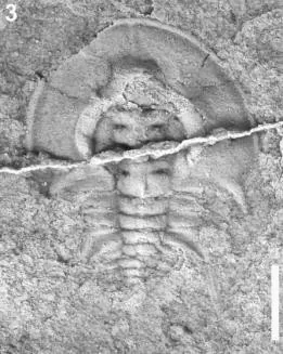 Olenellus santuccii — photo 3