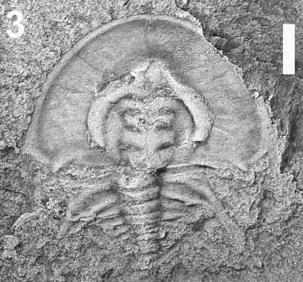 Olenellus santuccii — photo 4