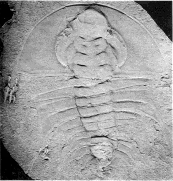 Olenellus terminatus