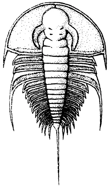 Olenellus terminatus — photo 2