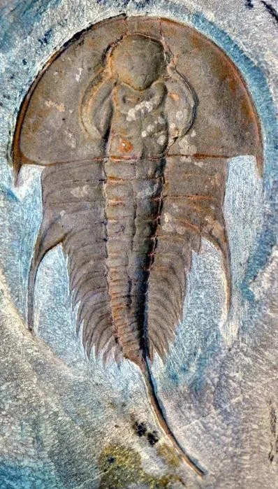 Olenellus terminatus — photo 4