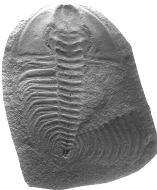 Olenellus thompsoni
