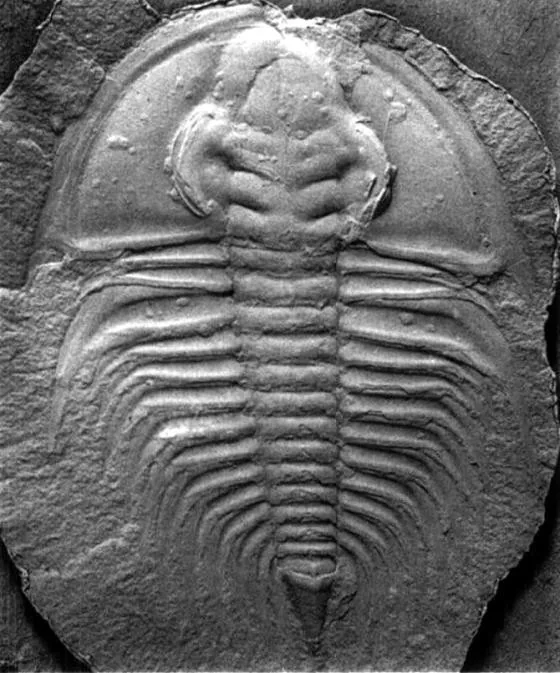 Olenellus thompsoni — photo 2
