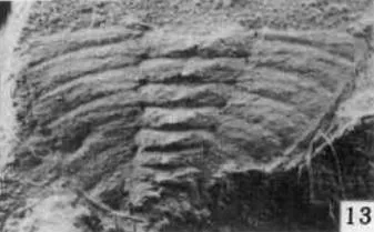 Olenoides hubeiensis