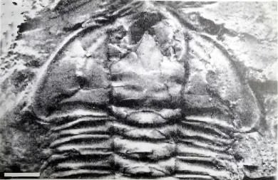 Olenoides paraptus