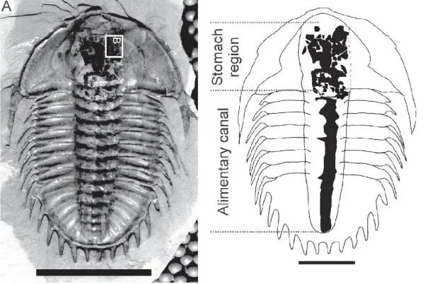 Olenoides paraptus — photo 3
