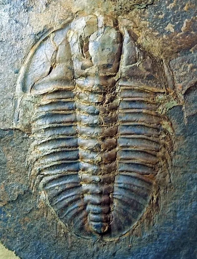 Olenoides paraptus — photo 4