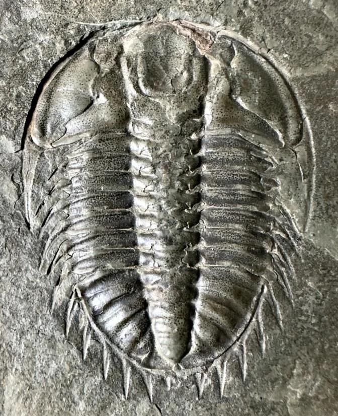 Olenoides paraptus — photo 5